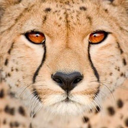 A Cheetah's Mask