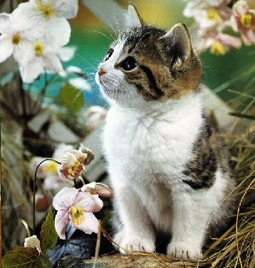Curious Cute Kitten