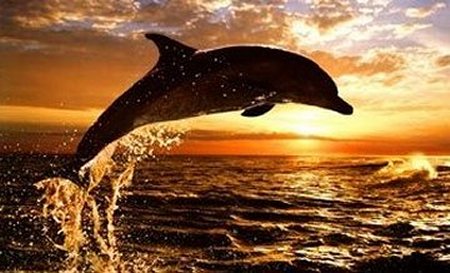 Dolphin Sunset