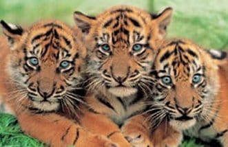 Tiger Cubs