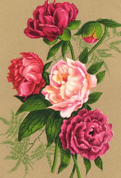 Lovely Pink Roses