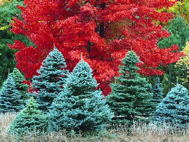 Maples & Spruce